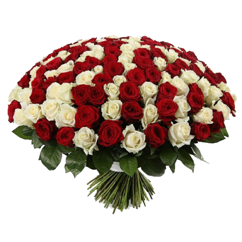 Фото товара 201 красно-белая роза в Кривом Роге