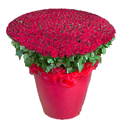 Фото товара 301 красная роза в большом вазоне в Кривом Роге