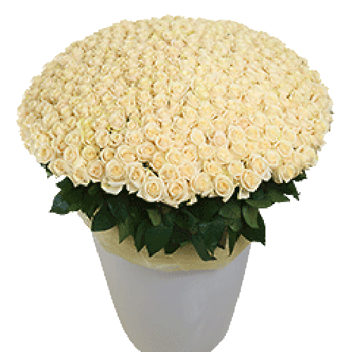 Фото товара 301 белая роза в большом вазоне в Кривом Роге