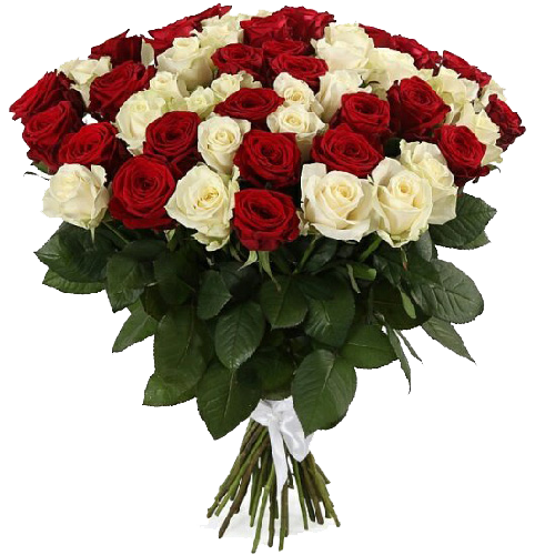 Фото товара 51 красно-белая роза в Кривом Роге