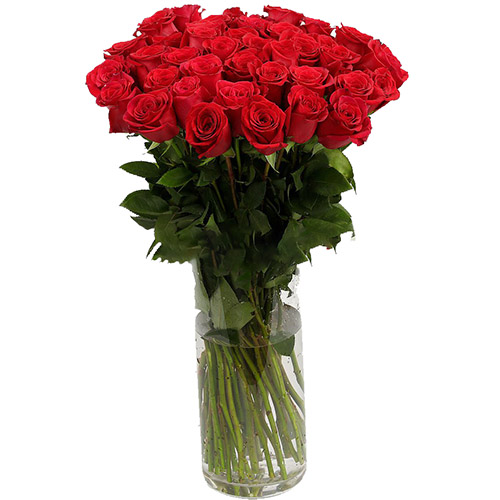 фото товара Троянда імпортна червона (поштучно) | «Криврог Роза»