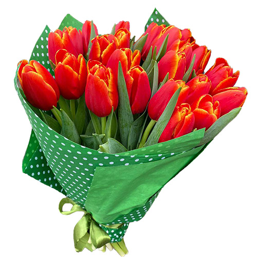 Фото товара 21 тюльпан "Маковый цвет" в Кривом Роге