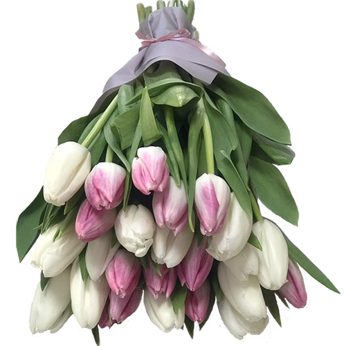 Фото товара 25 біло-рожевих тюльпанів в Кривом Роге