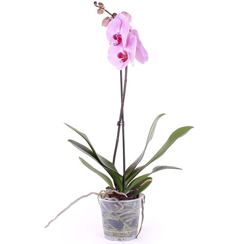Фото товара Орхидея в Кривом Роге