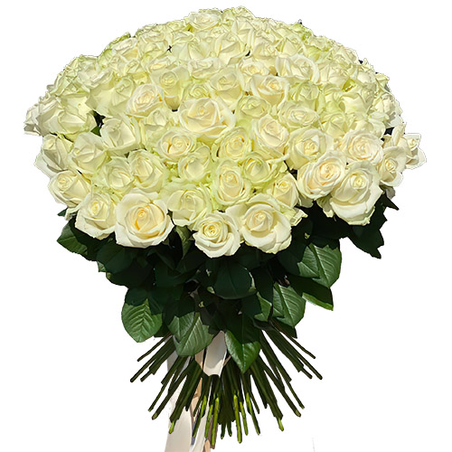 Фото товара 101 троянда біла в Кривом Роге